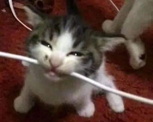 Cat biting a white wire